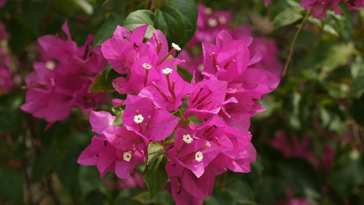 Fiori e brattee di bouganvillea