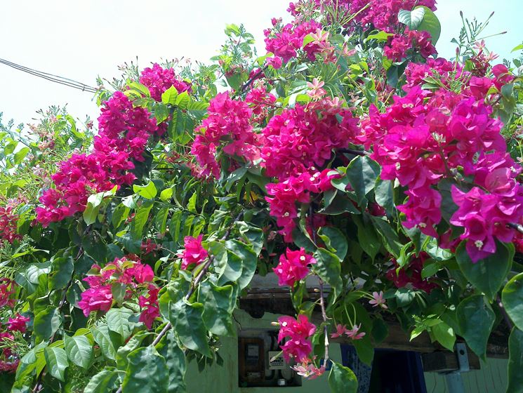 Bouganvillea a coprire terrazzo