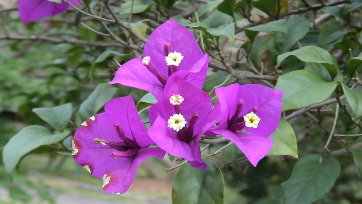 Esempio di fiore di bouganvillea