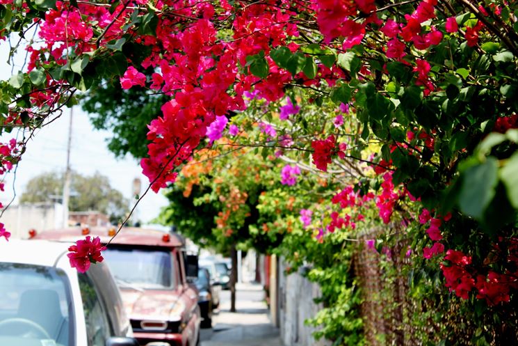 Piante decorative di bouganvillea