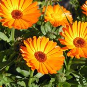 Fiori di calendula fiorita