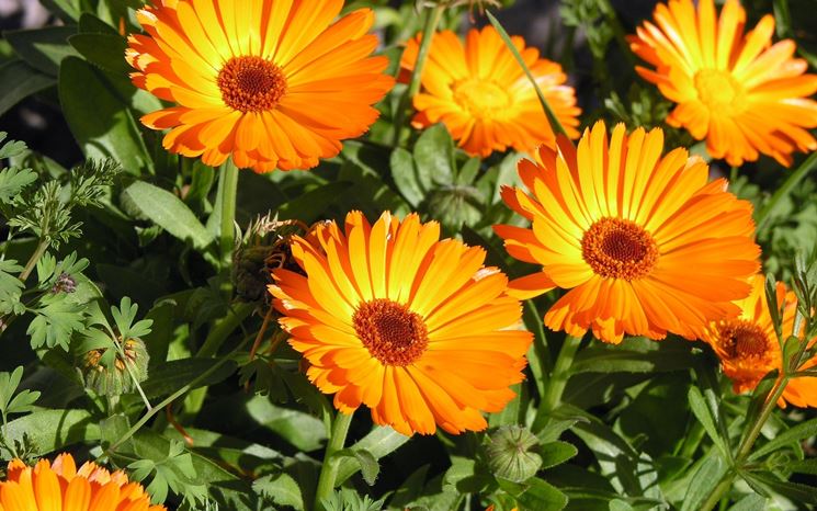 Fiori di calendula fiorita