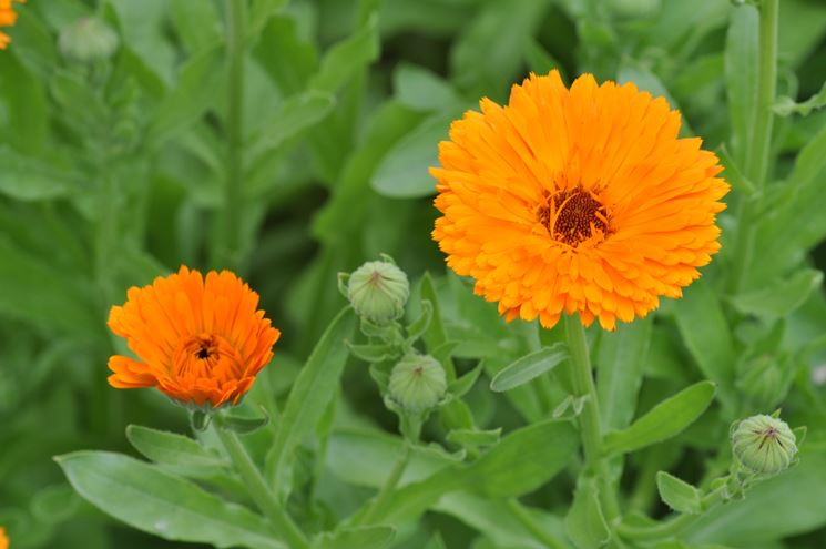 Fiori di calendula