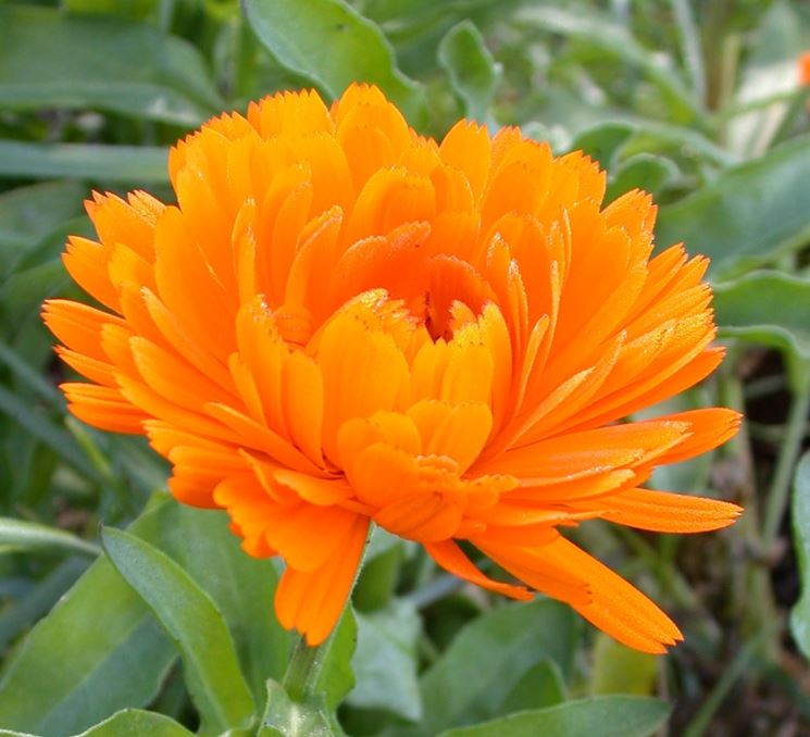 Fiore di calendula