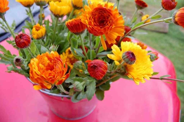 Fiori di calendula in vaso