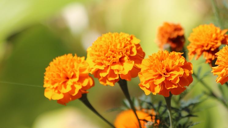 fiori calendula