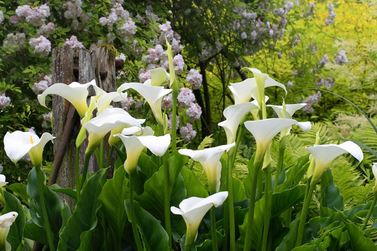 Calla fiori