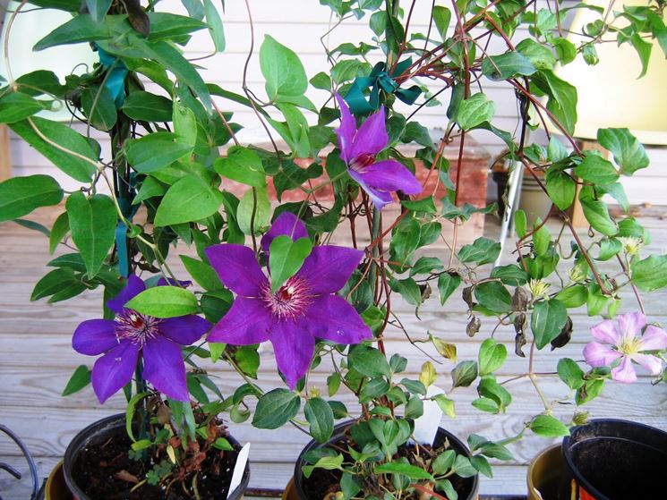 Clematis in vaso