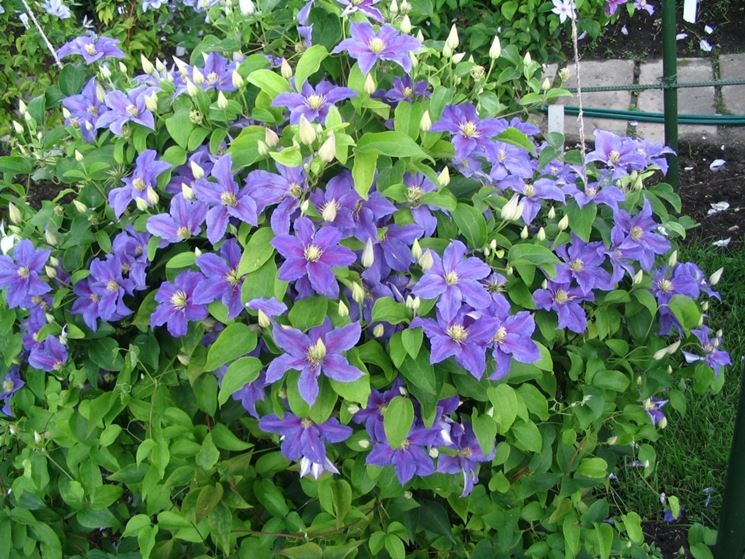 Clematis blu