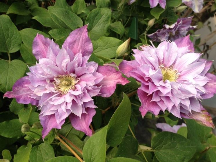 Bellissimi fiori di Clematis