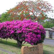 Pianta di bouganville in fiore