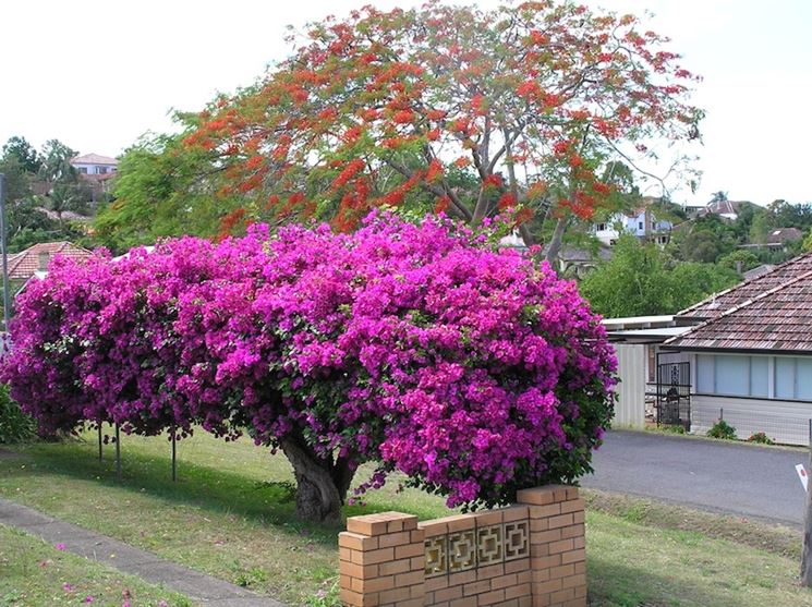 Pianta di bouganville in fiore