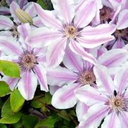 Fiori bicolore di Clematis