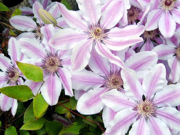 Fiori bicolore di Clematis