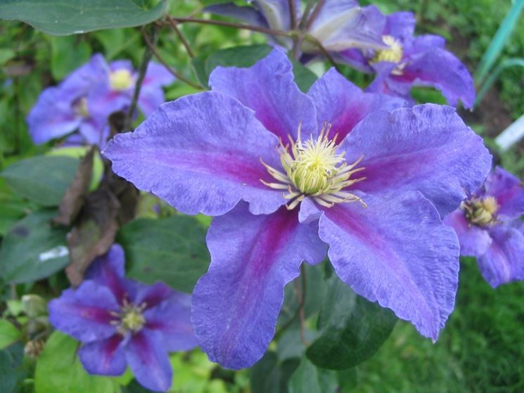 Fiori della pianta di Clematis