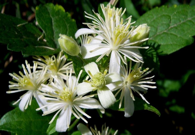 Infiorescenze bianche di Clematis