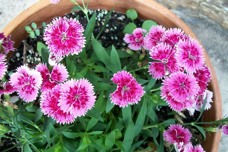 Dianthus Sunflor o garofanini nani