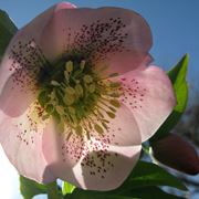 Fiore della pianta di Helleborus