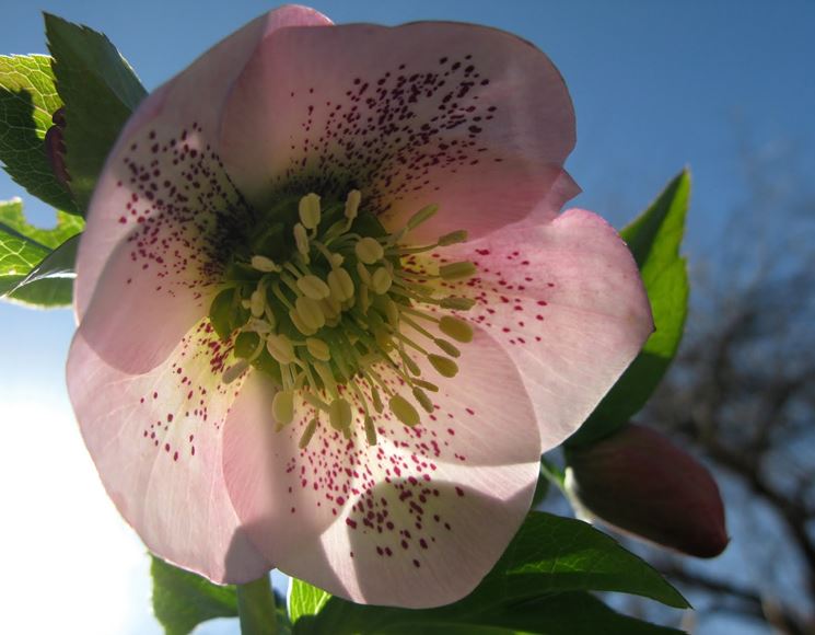 Fiore della pianta di Helleborus