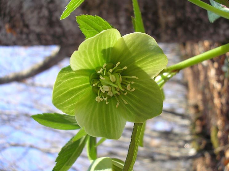 Fiore sbocciato di Helloborus