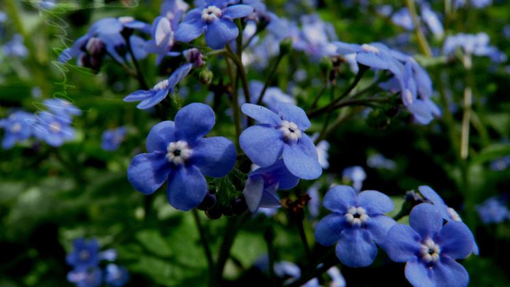 I Non Ti Scordar Di Me Fiori Fiori