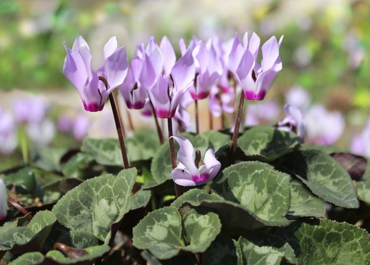 Esemplare di fiore di ciclamino