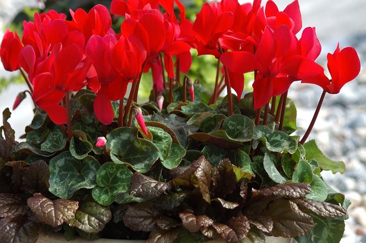 Fiori di ciclamino rosso