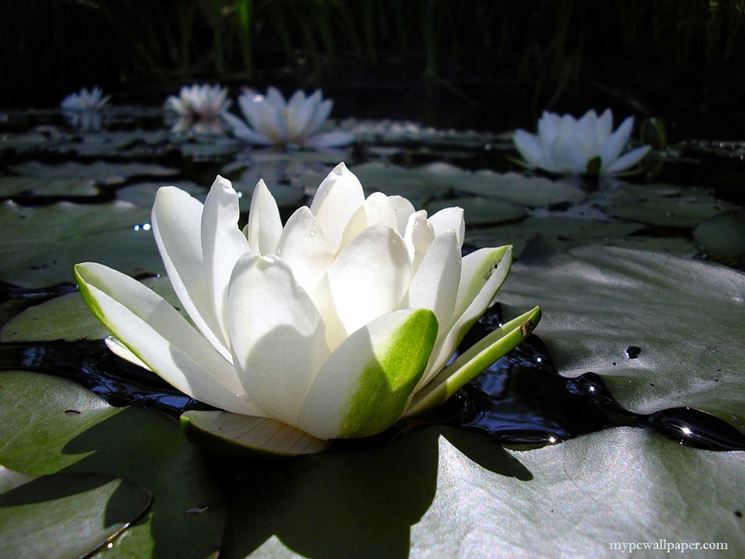 Fiore di loto bianco