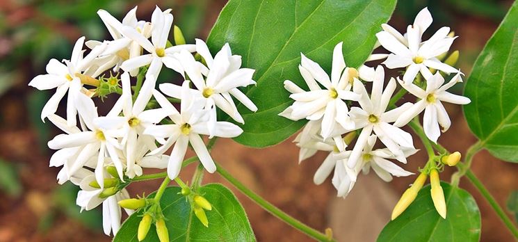 Alcuni fiori di gelsomino bianco