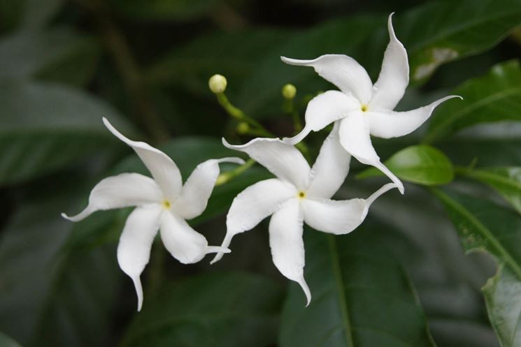 Fiori di gelsomino bianco