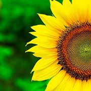 Splendido girasole