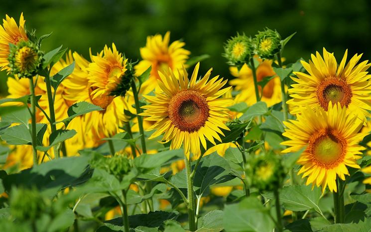 Campo di girasoli