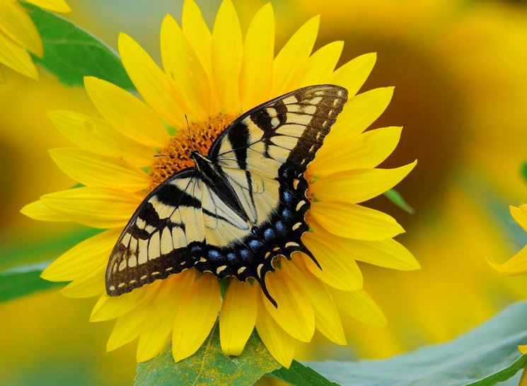 Farfalla amica del girasole