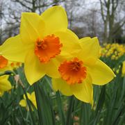 Fiori di narciso