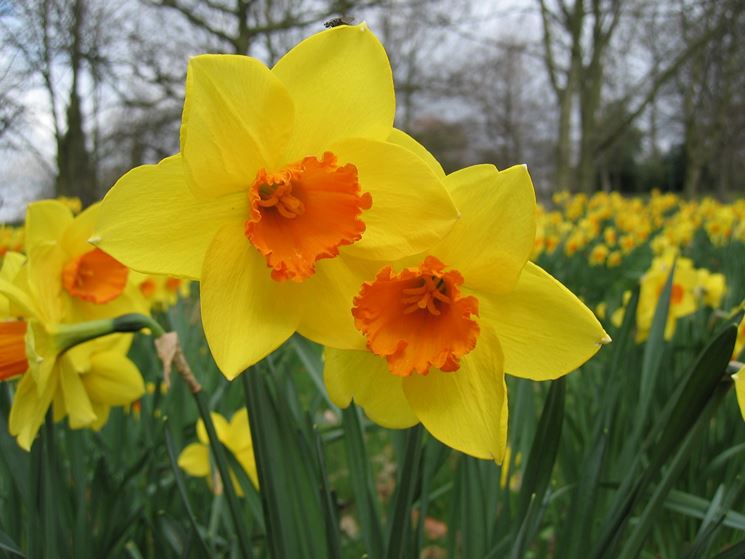 Fiori di narciso