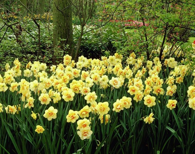 Narcisi coltivati in giardino