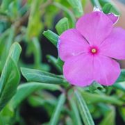 Impatiens viola