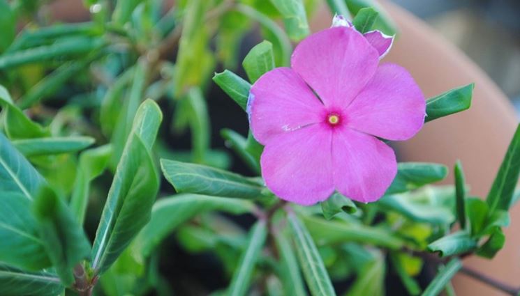 Impatiens viola