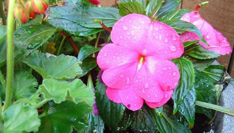 Impatiens rosa