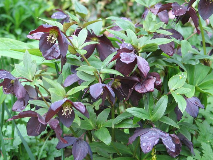 Variet arbustiva di Helleborus