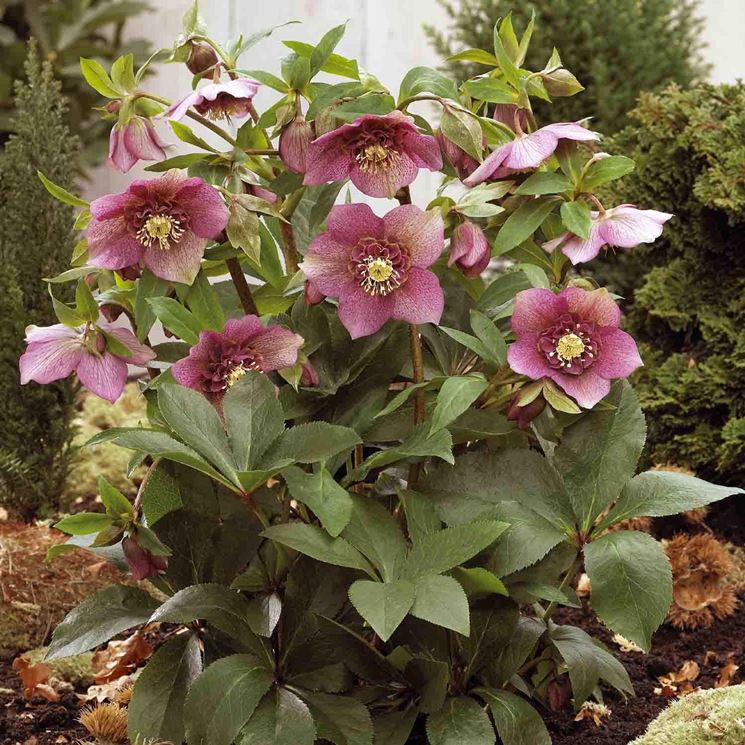 Esemplare di Helleborus fiorito