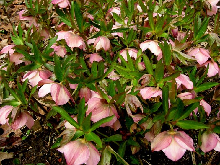 Piante helleborus fiorite