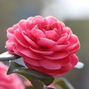 Camelia rossa