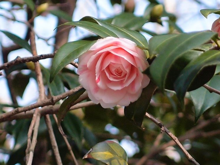 Camelia rosa