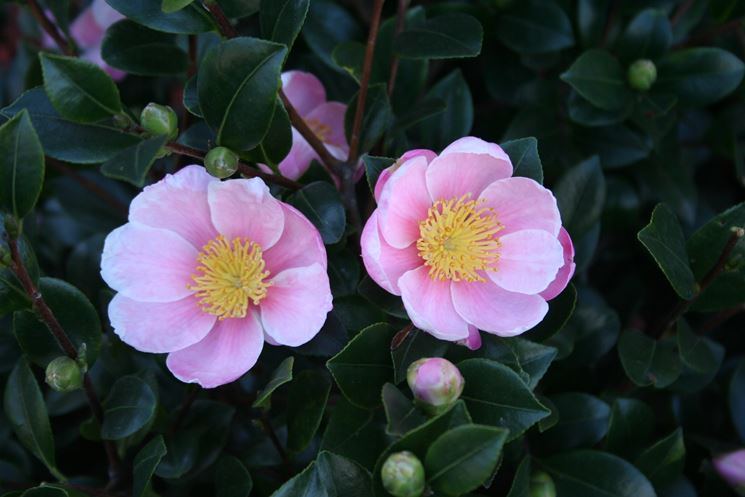 camelia rosa