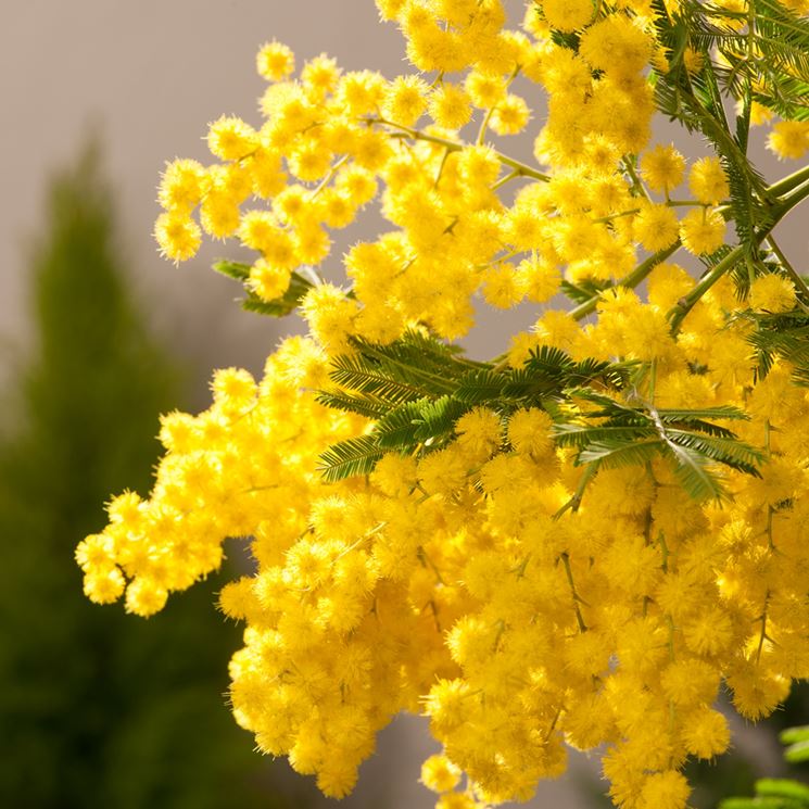 La mimosa - Fiori - Mimosa