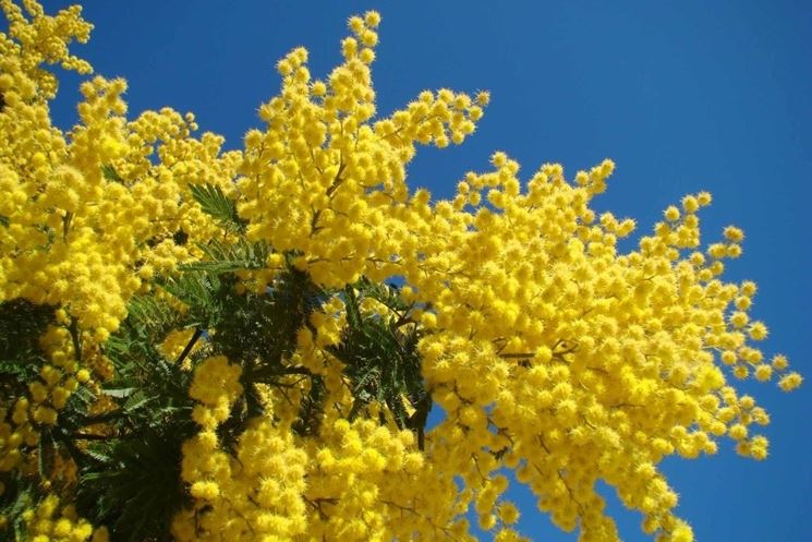 Esemplare di pianta di mimosa