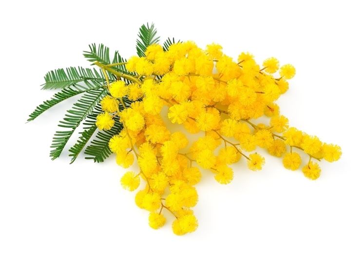 Grappolo di fiori di mimosa