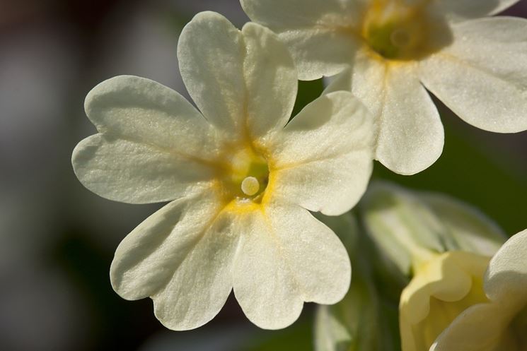 Primula bianca