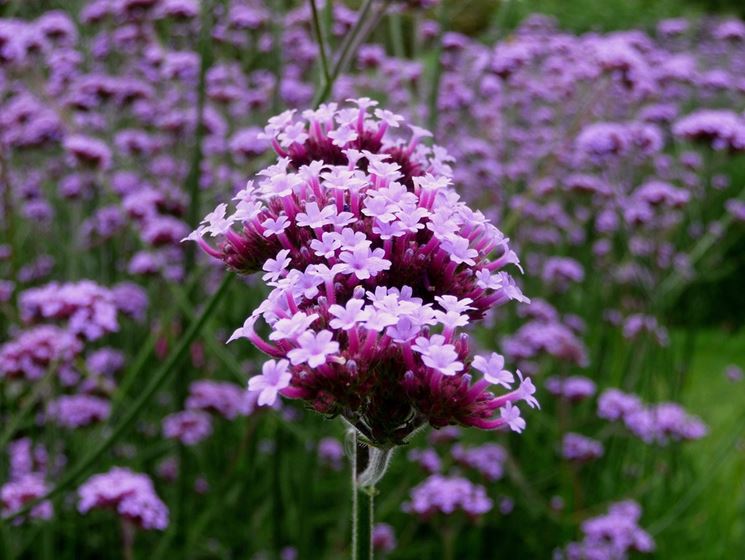 fiori verbena